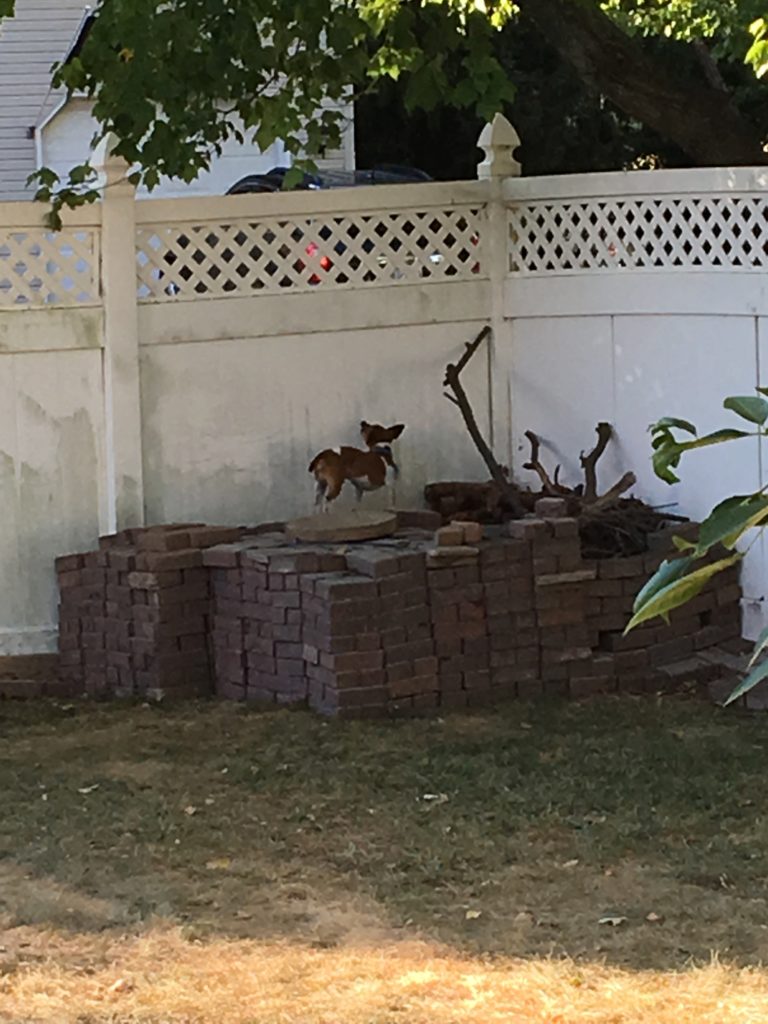 A four foot tall pile of bricks to keep my dog from climbing the wood pile, with my dog standing on top of it.
